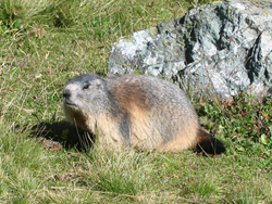 marmotte